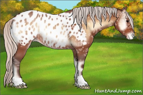 Horse Color:Silver Bay Ice Roan Onyx Appaloosa