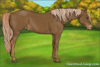 Horse Color:Chocolate Palomino Sabino Varnish 
