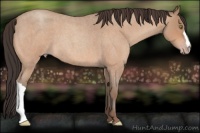 Horse Color:Sable Champagne Roan 