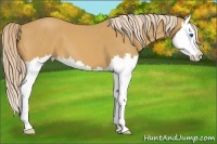Horse Color:Palomino Roan Splash 