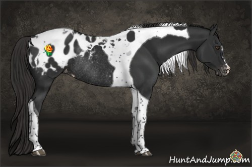 Horse Color:Liver Chestnut Tobiano Appaloosa Rabicano 