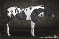 Horse Color:Liver Chestnut Tobiano Appaloosa Rabicano 