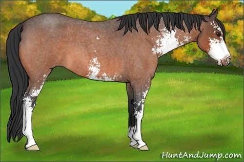 Horse Color:Bay Roan Sabino