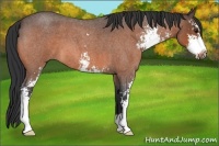 Horse Color:Bay Roan Sabino