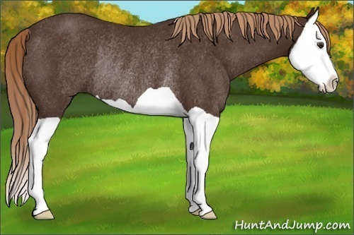 Horse Color:Liver Chestnut Splash Rabicano