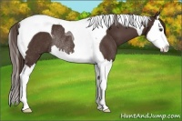 Horse Color:Liver Chestnut Splash Tobiano Rabicano