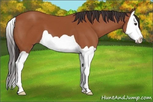 Horse Color:Bay Splash 