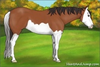 Horse Color:Bay Splash