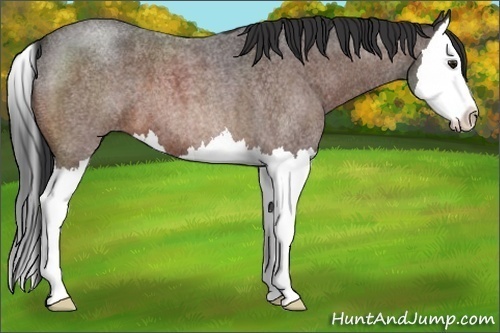Horse Color:Brown Roan Splash 