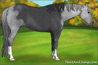 Horse Color:Blue Roan 