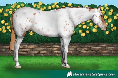 Horse Color:Chestnut Tobiano Near Leopard Rabicano 