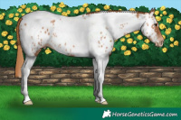 Horse Color:Chestnut Tobiano Near Leopard Rabicano 