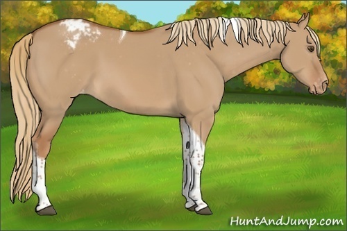 Horse Color:Red Dun Tobiano Appaloosa 