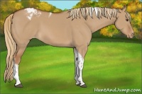 Horse Color:Red Dun Tobiano Appaloosa