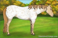 Horse Color:Red Dun Roan Appaloosa 