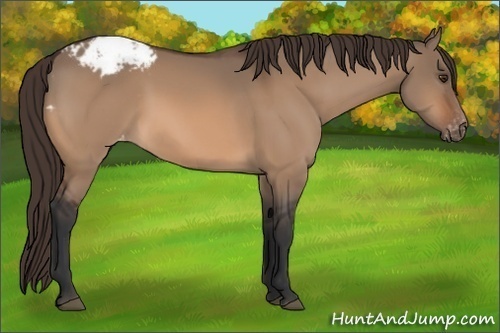 Horse Color:Bay Dun Appaloosa 