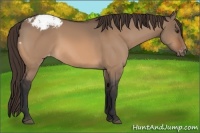 Horse Color:Bay Dun Appaloosa 