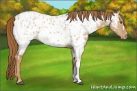 Horse Color:Red Dun Near Leopard 