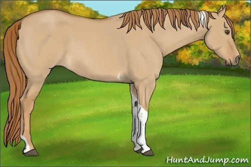 Horse Color:Red Dun Roan Tobiano 