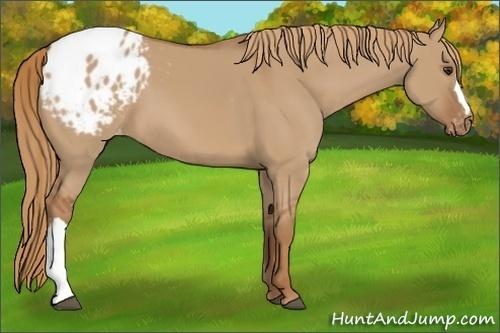 Horse Color:Red Dun Appaloosa 