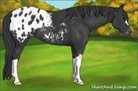Horse Color:Black Appaloosa