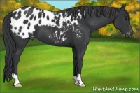 Horse Color:Black Appaloosa 