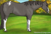 Horse Color:Grullo Appaloosa