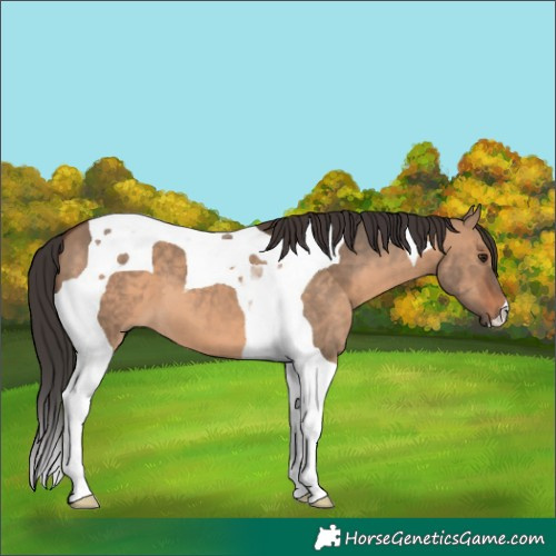 Horse Color:Brown Dun Tobiano
