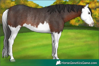 Horse Color:Brown Splash Rabicano