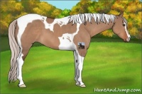 Horse Color:Silver Brown Dun Sabino Tobiano 
