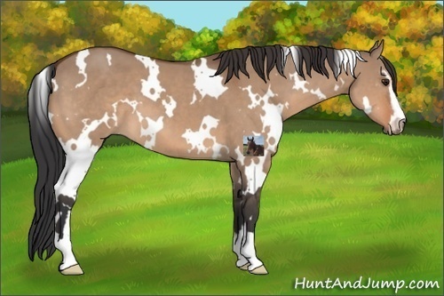 Horse Color:White Spotted Bay Dun Sabino 