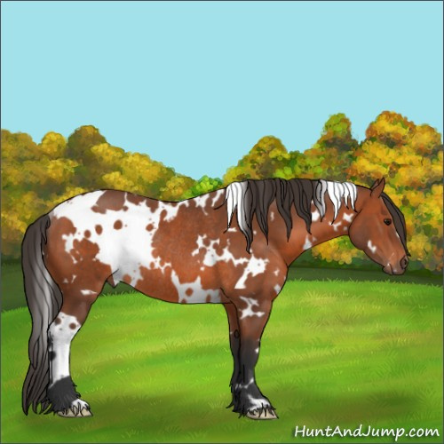 Horse Color:White Spotted Bay Rabicano 