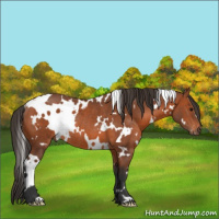 Horse Color:White Spotted Bay Rabicano 
