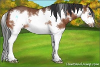 Horse Color:Bay Splash Frame Rabicano 