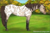 Horse Color:Bay Dun Appaloosa 