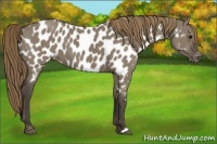Horse Color:Smoky Grullo Appaloosa 