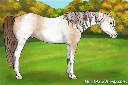 Horse Color:White Spotted Bay Dun Appaloosa 