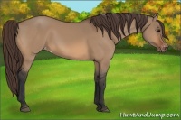 Horse Color:Bay Dun Appaloosa 