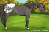 Horse Color:Grullo Snowcap 