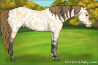 Horse Color:Buckskin Dun Appaloosa 