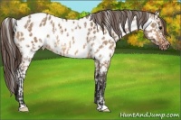 Horse Color:Bay Dun Leopard  and Bay Dun Near Leopard 