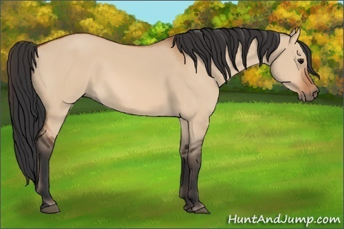 Horse Color:Bay Dun Sabino 
