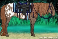 Horse Color:Liver Red Dun Sabino Appaloosa