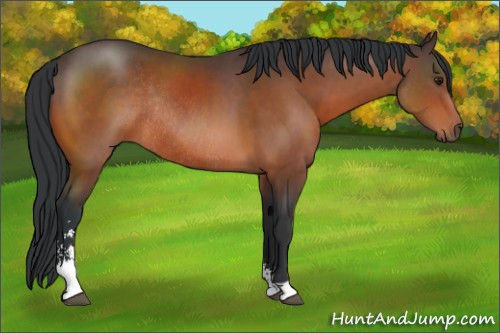 Horse Color:Brown Sabino Rabicano 