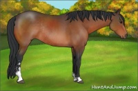 Horse Color:Brown Sabino Rabicano