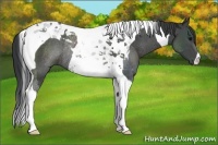 Horse Color:Black Tobiano Rabicano