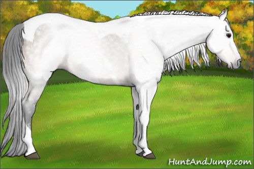 Horse Color:Gray Bay Tobiano Rabicano