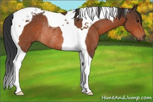 Horse Color:Brown Tobiano Rabicano 