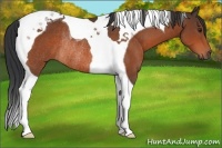 Horse Color:Brown Tobiano Rabicano 