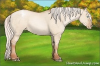 Horse Color:Silver Buckskin Pearl Dun Appaloosa